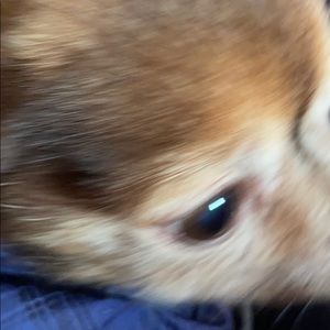 Meet your Posher, Peter